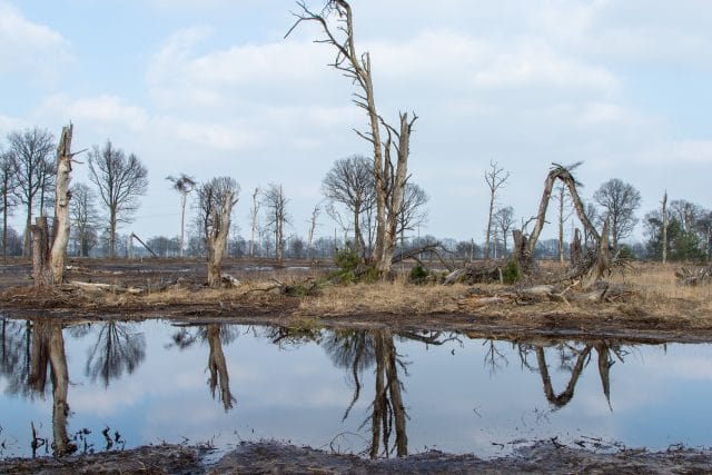 Met open oog: Het Boetelerveld in
