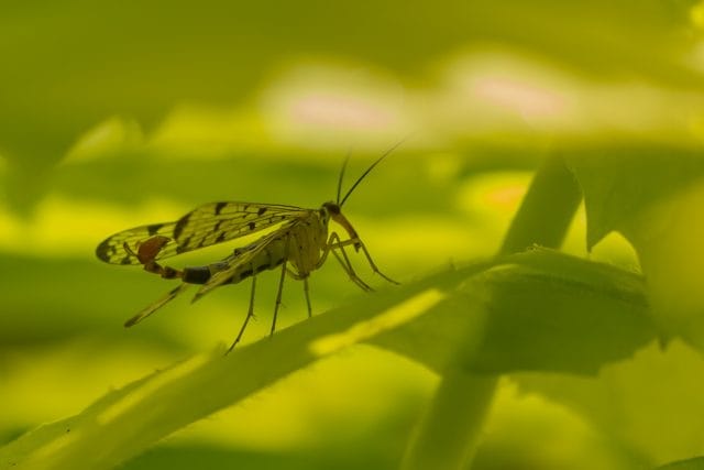 Insectenverdelgers, hoe chemische reuzen ons ecosysteem vernietigen: Kijk vanavond ARTE!
