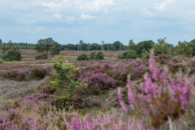 De Groene Loper organiseert inspiratiesessie Groene Participatie Overijssel