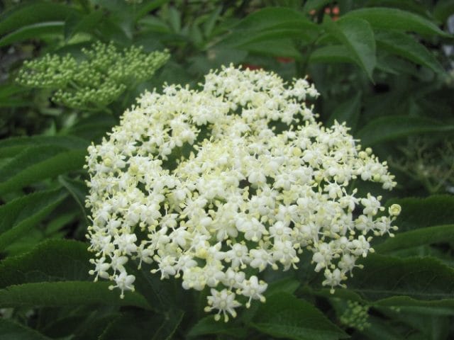 Kijken in de keuken van Willy :Een lekkernij van vlierbloesem!