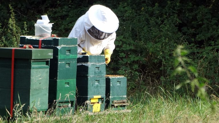 De honingbij vreet appels aan en maakt er appelsabbelhoning van