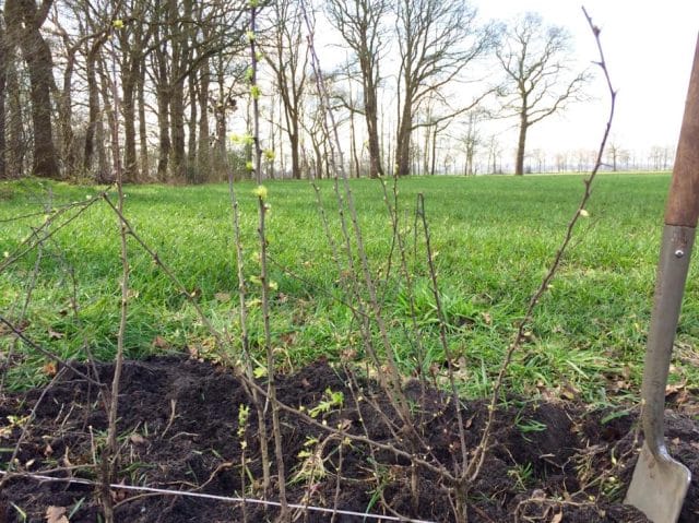 Stichting Hoopheggen plantte weer 150 meter heggen aan in het Raalter buitengebied