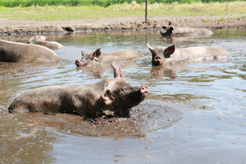 Animal Farm gaat anno 2025 over neo liberalisme en de VVD