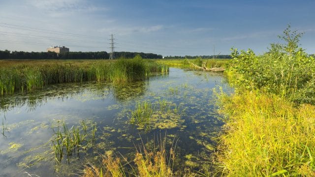 Veel gif in Nederlands water