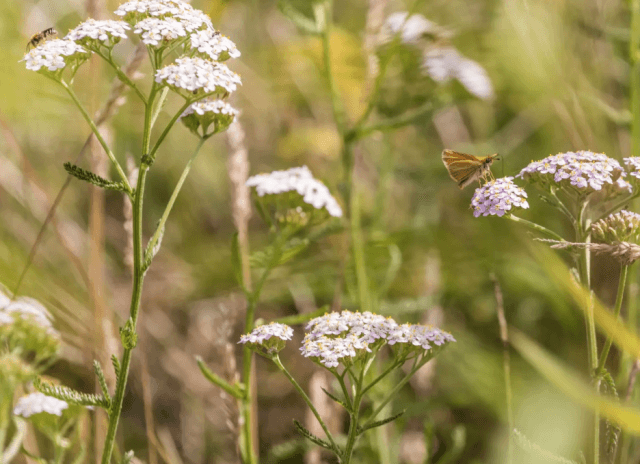 Tip van Natuurmonumenten: Wat kan jij doen voor insecten?