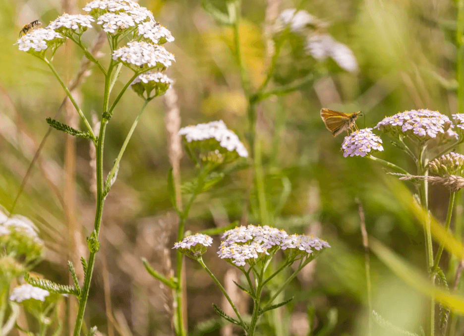 Tip van Natuurmonumenten: Wat kan jij doen voor insecten?