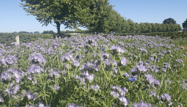 PAN-NL: Groene Gemeenten kunnen helpen om de terugkeer van insecten -bijen en vlinders- te bevorderen