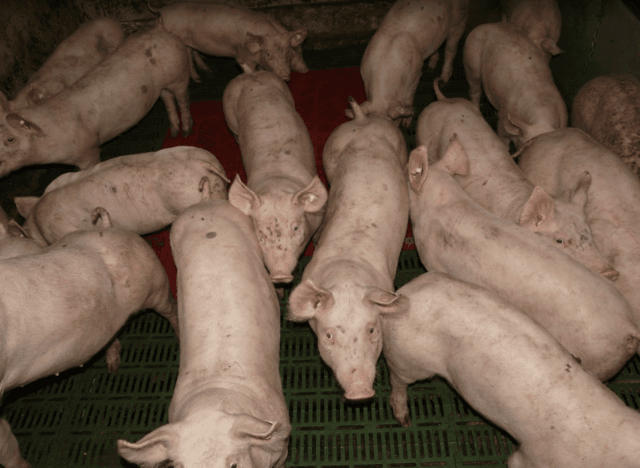 23 veehouders bij natuurgebieden geïnteresseerd in opkoopregeling