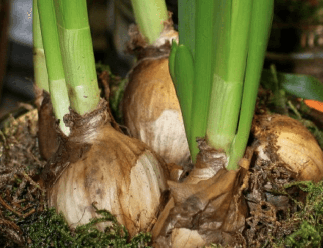 Constante aandacht en metingen van PAN-NL lijken vruchten af te werpen: gifgebruik bloembollen neemt af