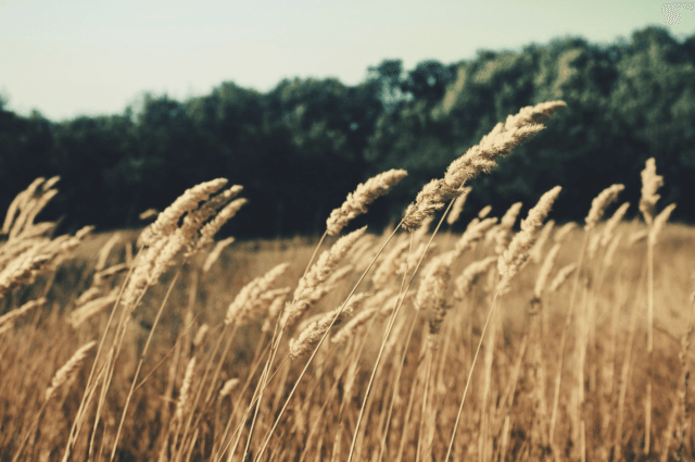 ‘t Natuurlijk Huus: Graan