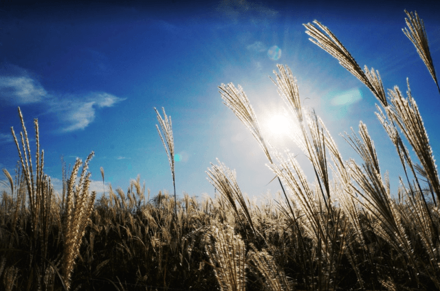 WWF: Grootste uitdagingen op voedselgebied