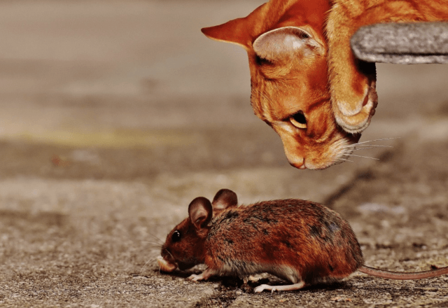 Workshop creatief schrijven in Olst: Marian Vellinga met ‘Mooie match’