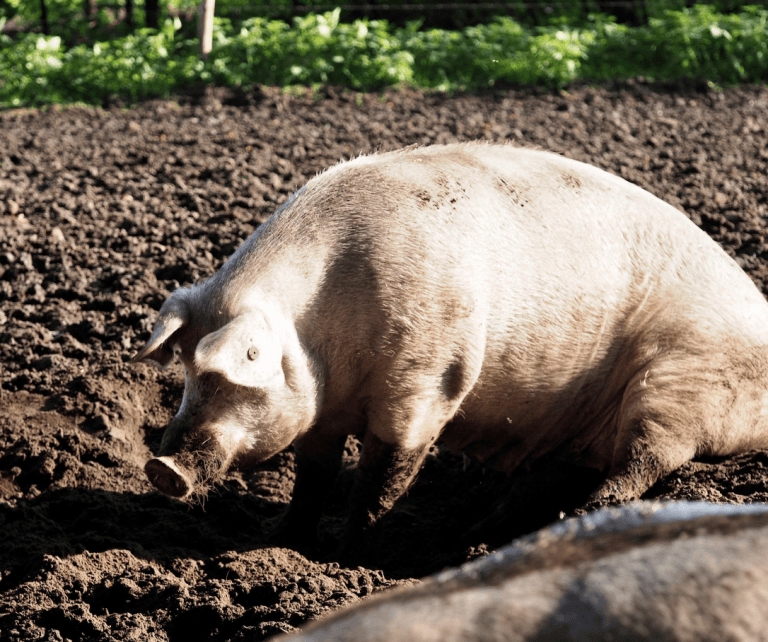 Jan Overesch: Van oud naar nieuw
