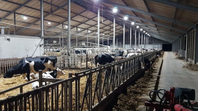 LED-licht in koeienstal: alleen maar winst