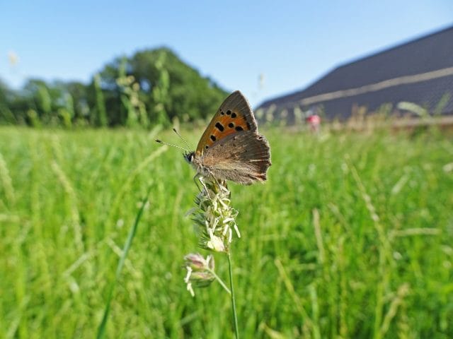 Vlinder- en kruidentellers: vrijwilligers gezocht!