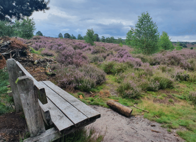 De heide staat in bloei! Wandel deze routes over de Sallandse Heuvelrug