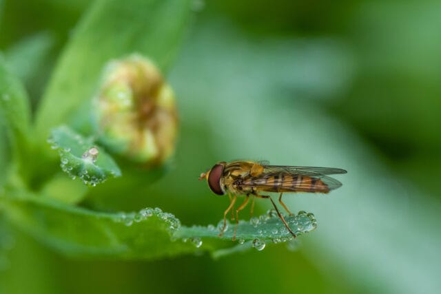 Vlinderbalans 2026: zonder basiskwaliteit geen herstel, bloemrijk beheer maakt verschil