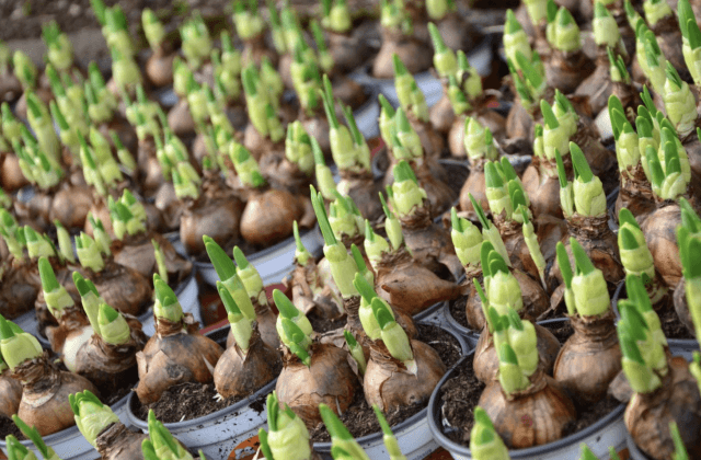 100.000 bedenkelijke bloembollen gepoot in gemeente Raalte.