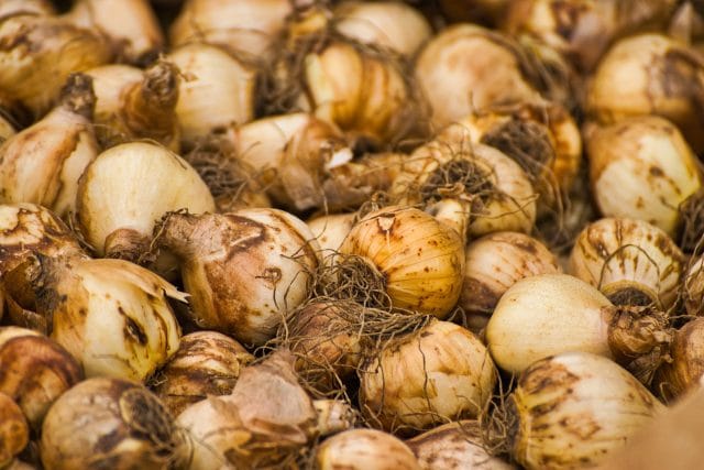 PAN-NL Test: bloembollen tuincentra vol PFAS