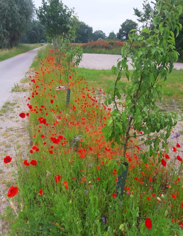Over de oorspronkelijke natuur, onkruid en wilde bloemen
