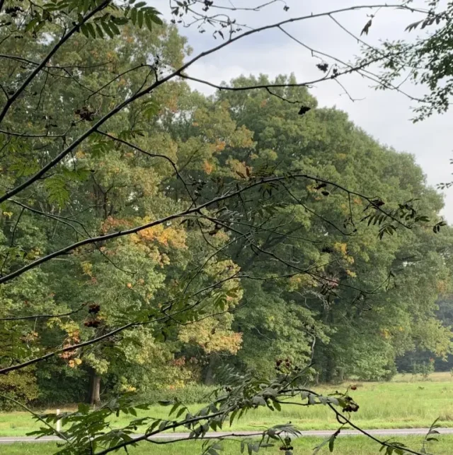 Compensatie bos en landschap voor grondeigenaren Haarle