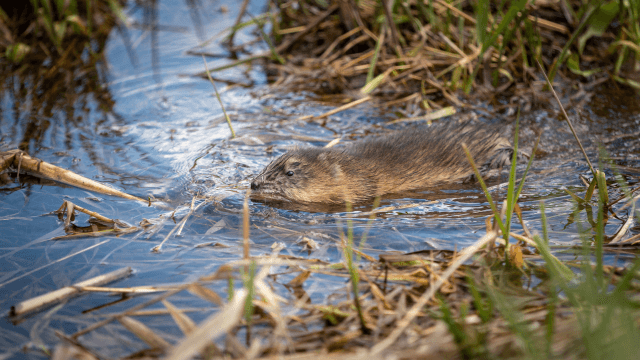 Waterschap Delta: Populatie muskusratten daalt opnieuw