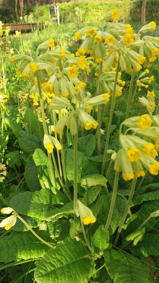 Veermans Hof IJsselflora Wijhe weer klaar voor publiek