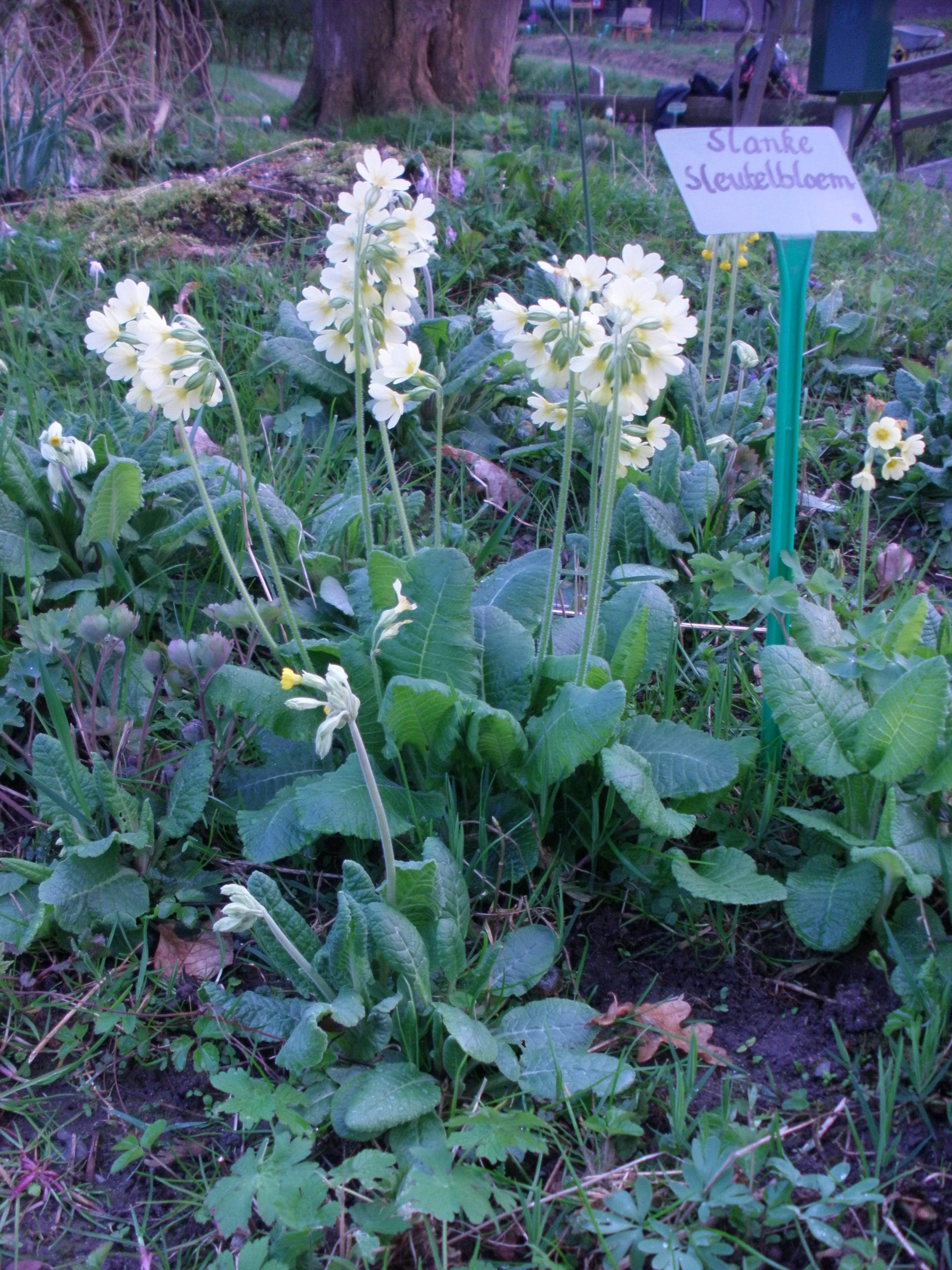 Rondleiding  en proeverij   IVN Heemtuin “Veermans Hof IJsselflora”