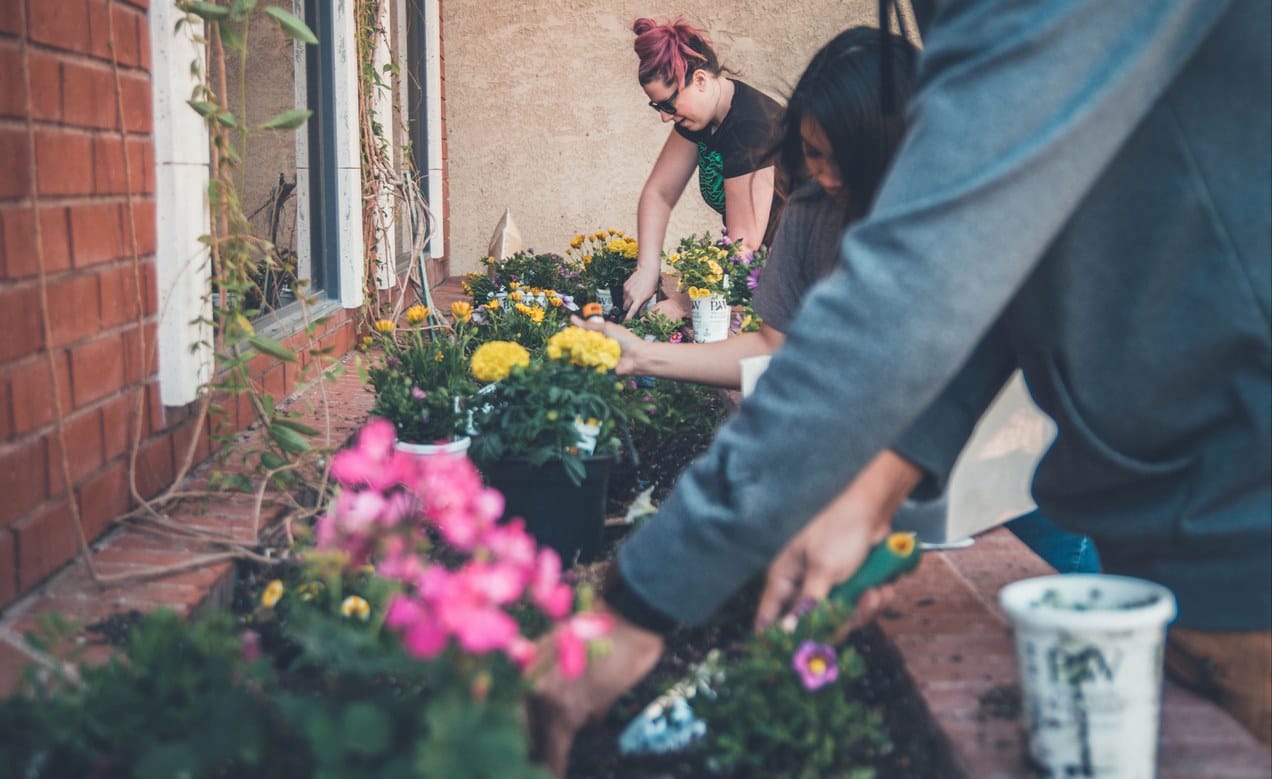 Plantactie Groene Loper Deventer verlengd
