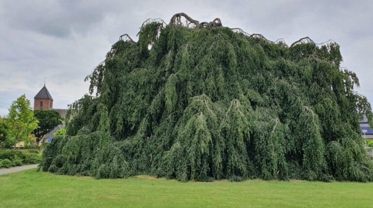 ‘De stem van de boom’: ex-boombeheerder Wilco Blokker over klimaat, keuzes en waarom bomen méér zijn dan groen decor