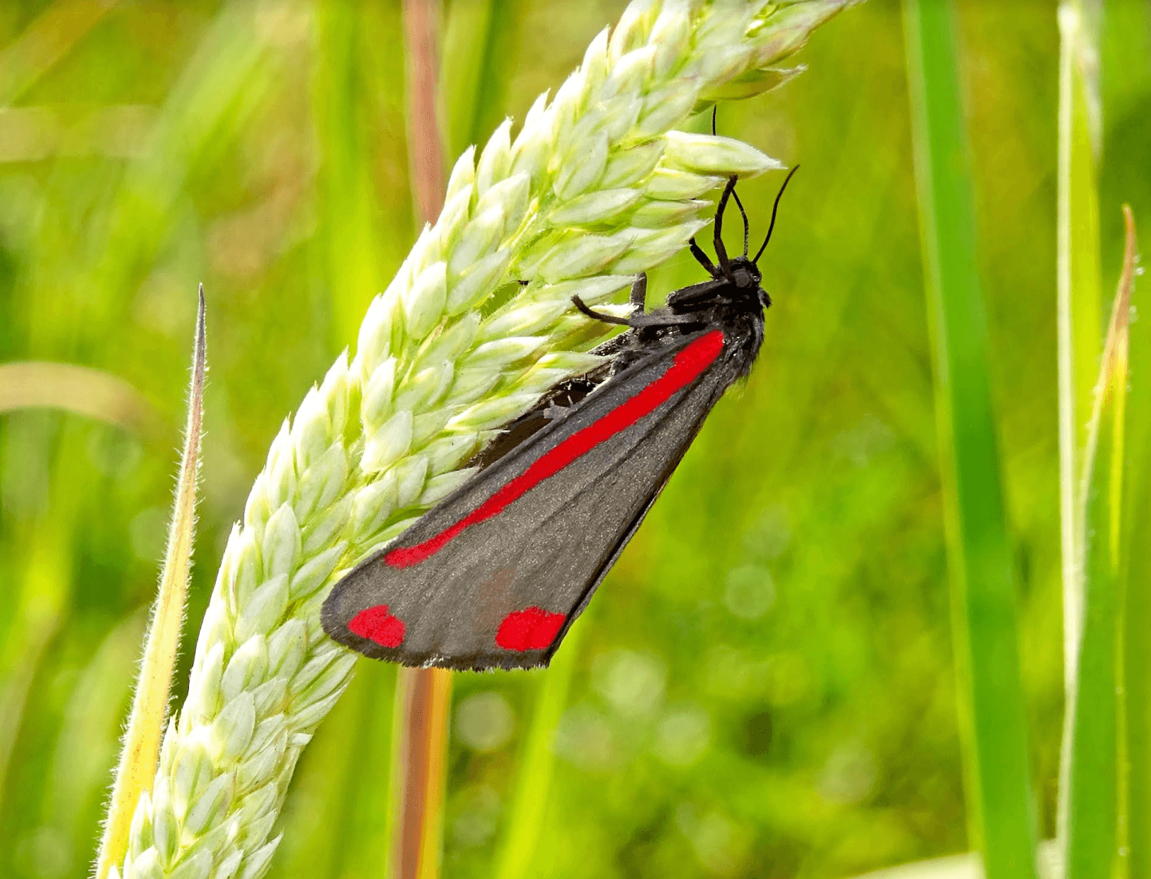 Nog nooit werden er zó weinig vlinders geteld. Hoe zou dat nou komen?
