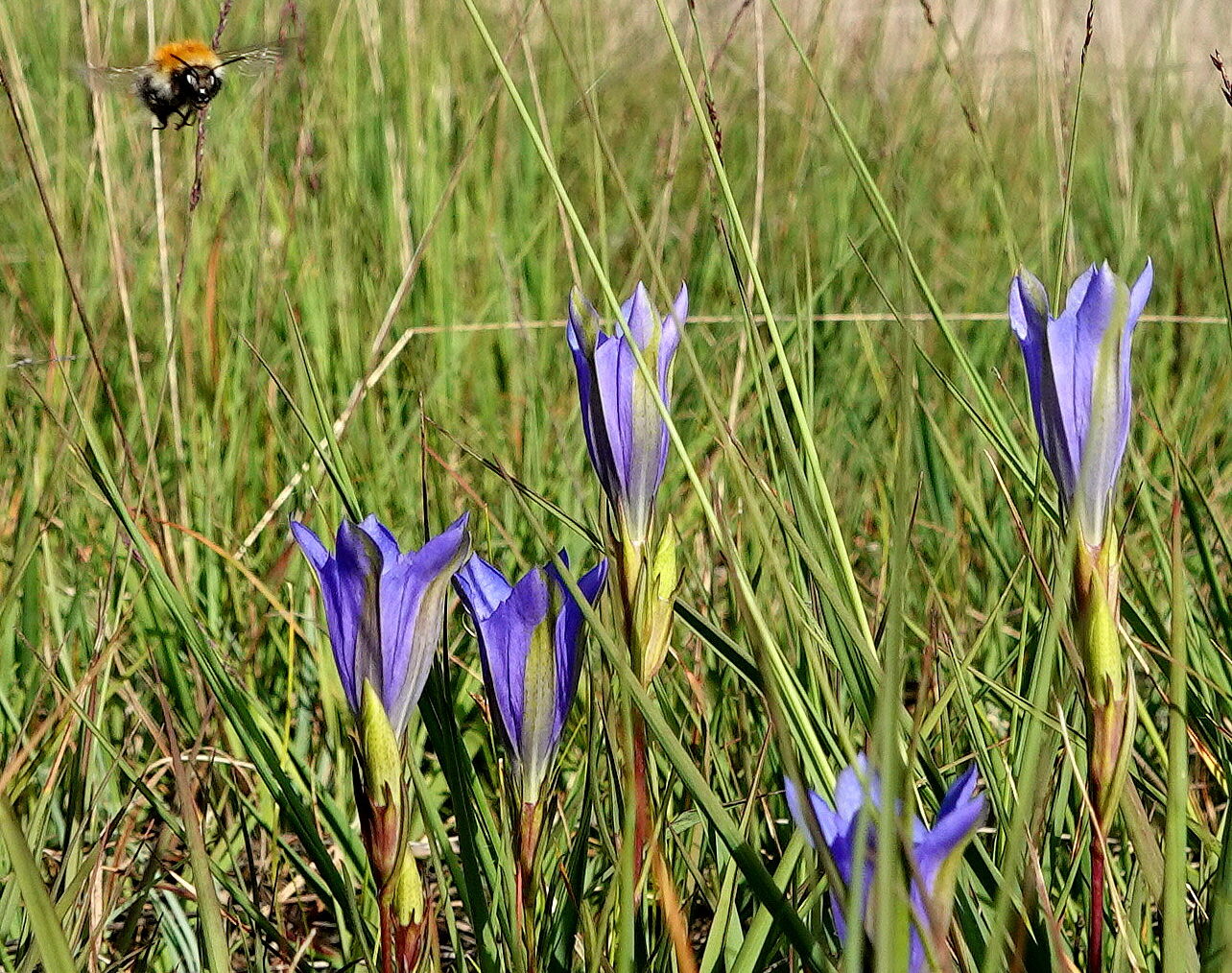 Wandelen met Sjaak: Veerkrachtige natuur