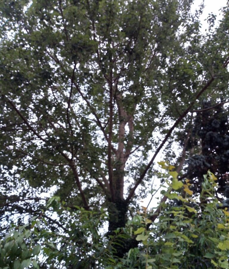 Harry Vossen: Eerst de walnotenboom.