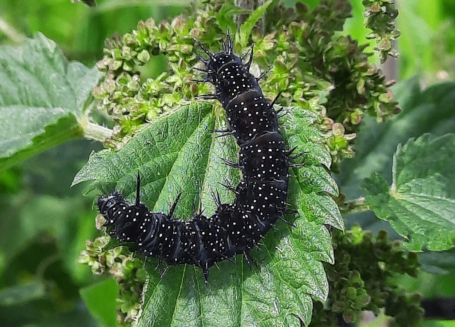 Met open oog: Veelvraten