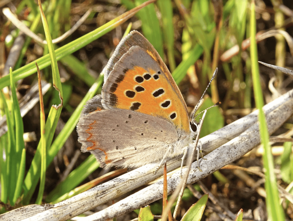Salland Zoemt: Van de randen van de natuur naar de ruggengraat van de natuur