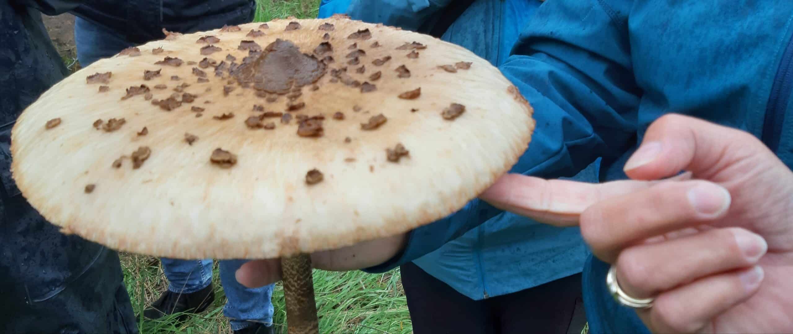 ‘t Natuurlijk Huus: Eetbare paddenstoelen info en excursie