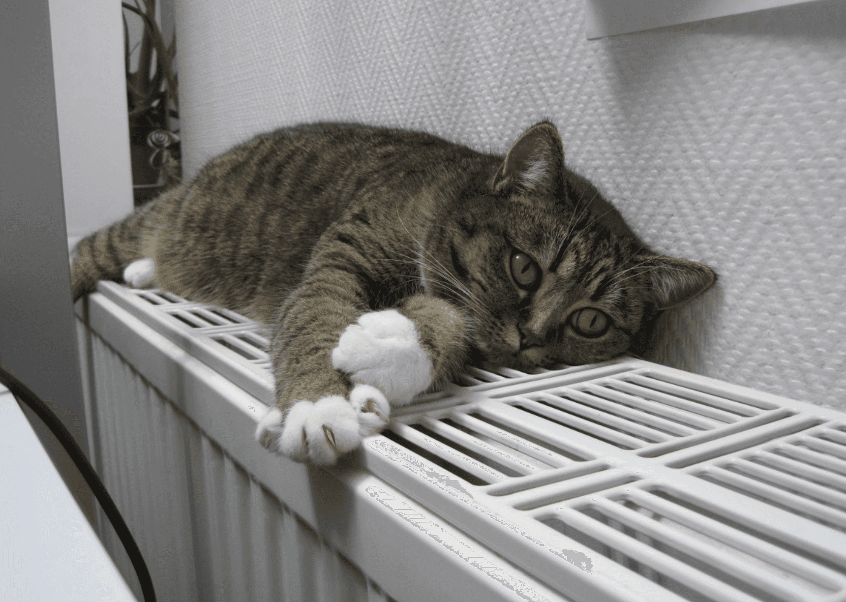 Gemeente Raalte steunt inwoners met energietoeslag   