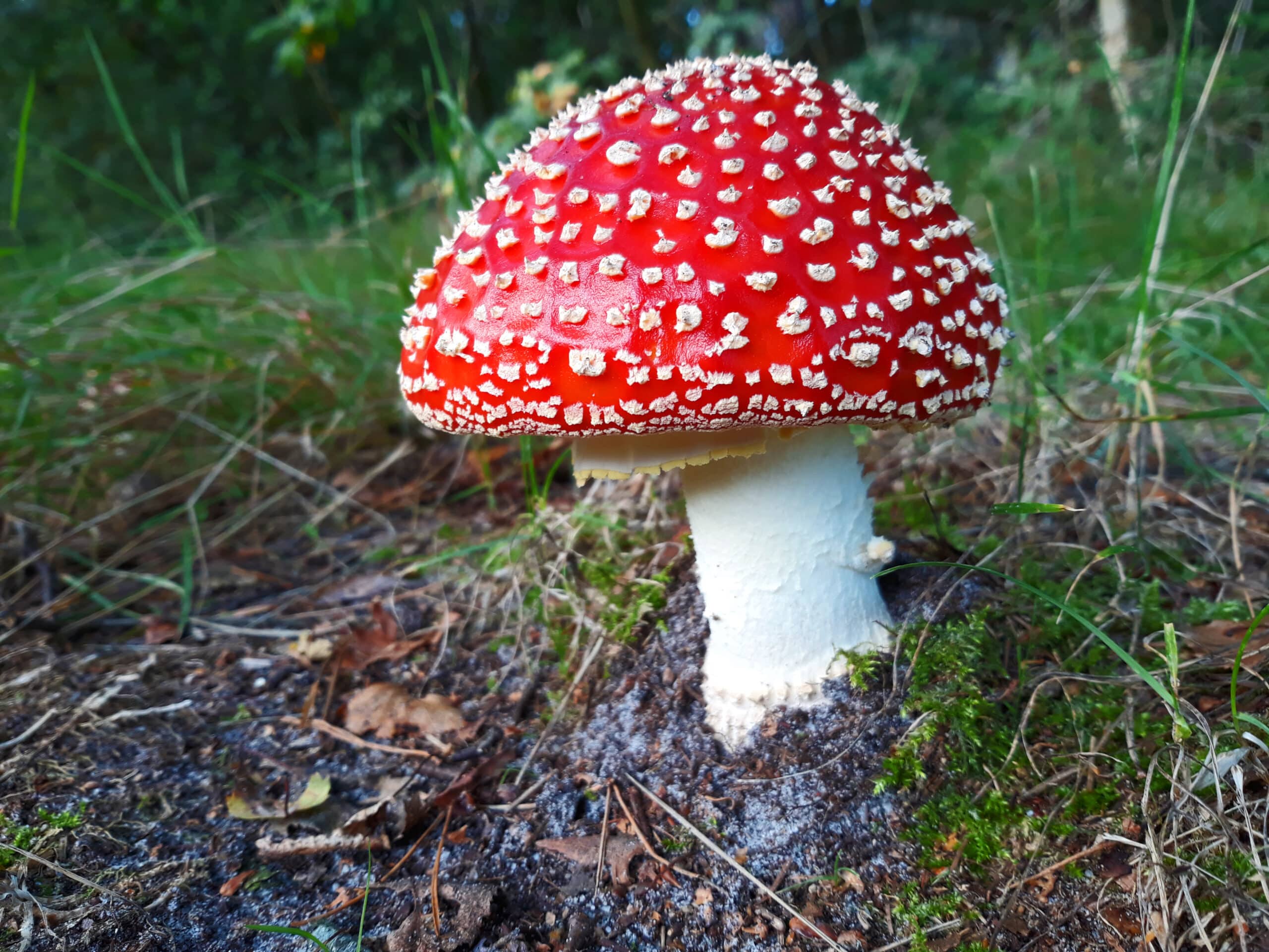 Paddenstoelentijd! Staatsbosbeheer geeft wat tips