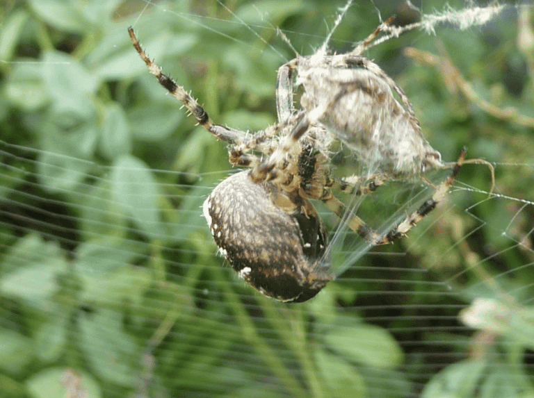 Wat doet de natuur nu dan? Een spin die nadenkt