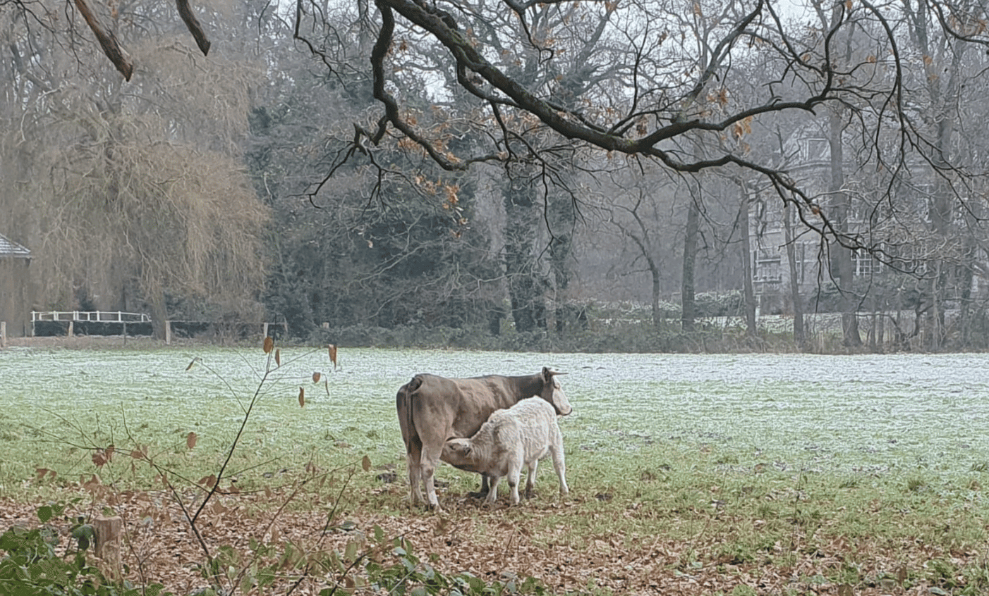 Denne giet dreuge in dry januari