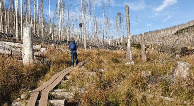 Boswachter Ine: Alarm uit de Harz