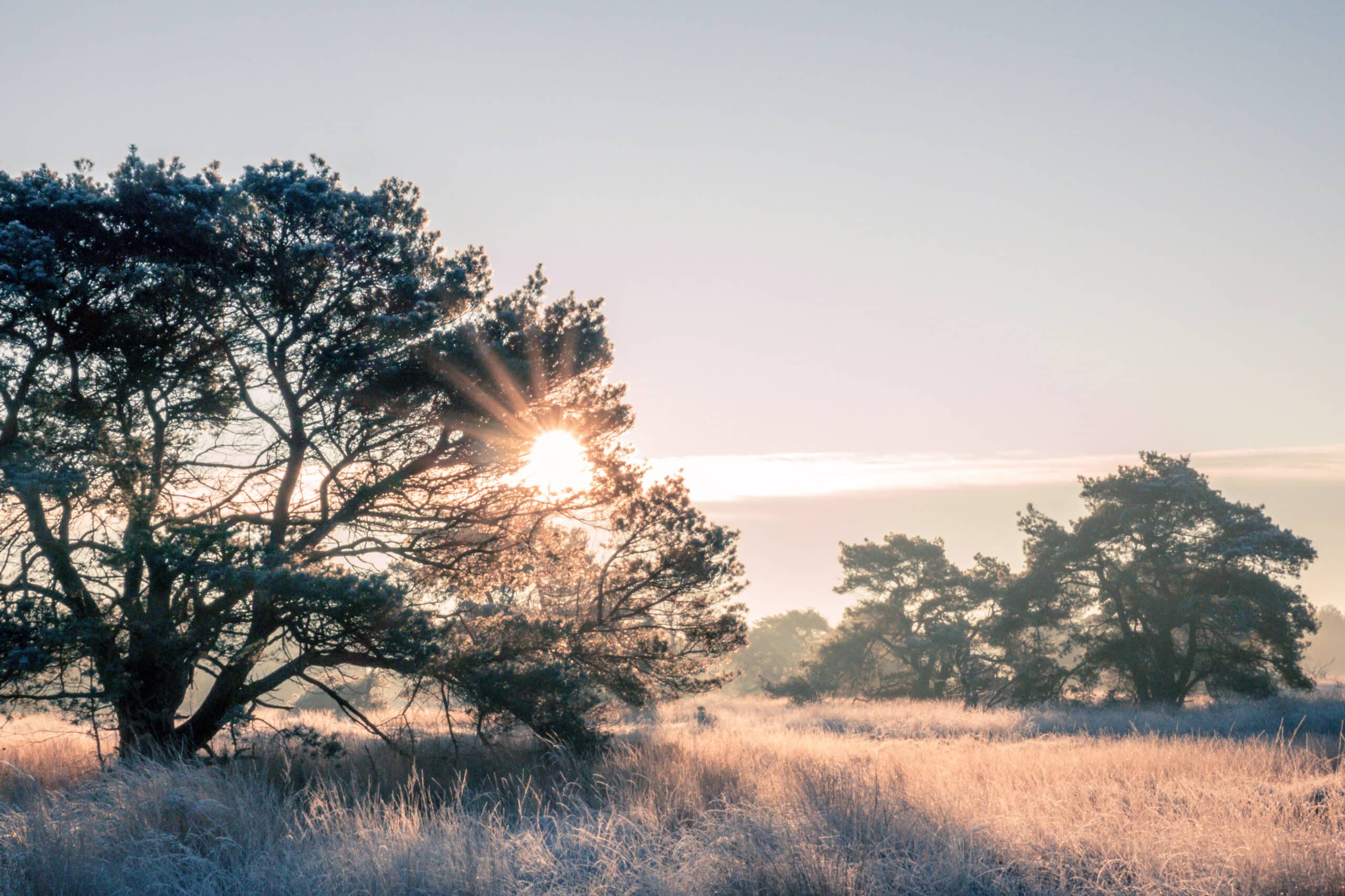 Wandelen met Ida, de zon op zien gaan op het prachtige Boetelerveld