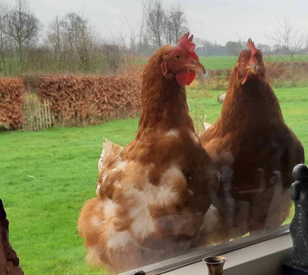 Nieuwe hoop in PFAS-dossier: eieren van jonge kippen bevatten minder schadelijke stoffen