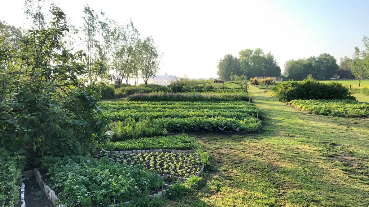 Lokaal én gifvrij: doe je boodschappen bij deze natuurboerderijen