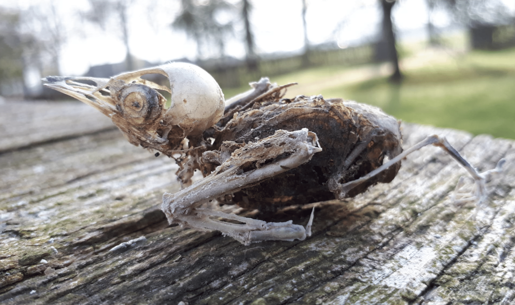 Wat doet de natuur nu dan! Zwaluwen ruimen hun nest op