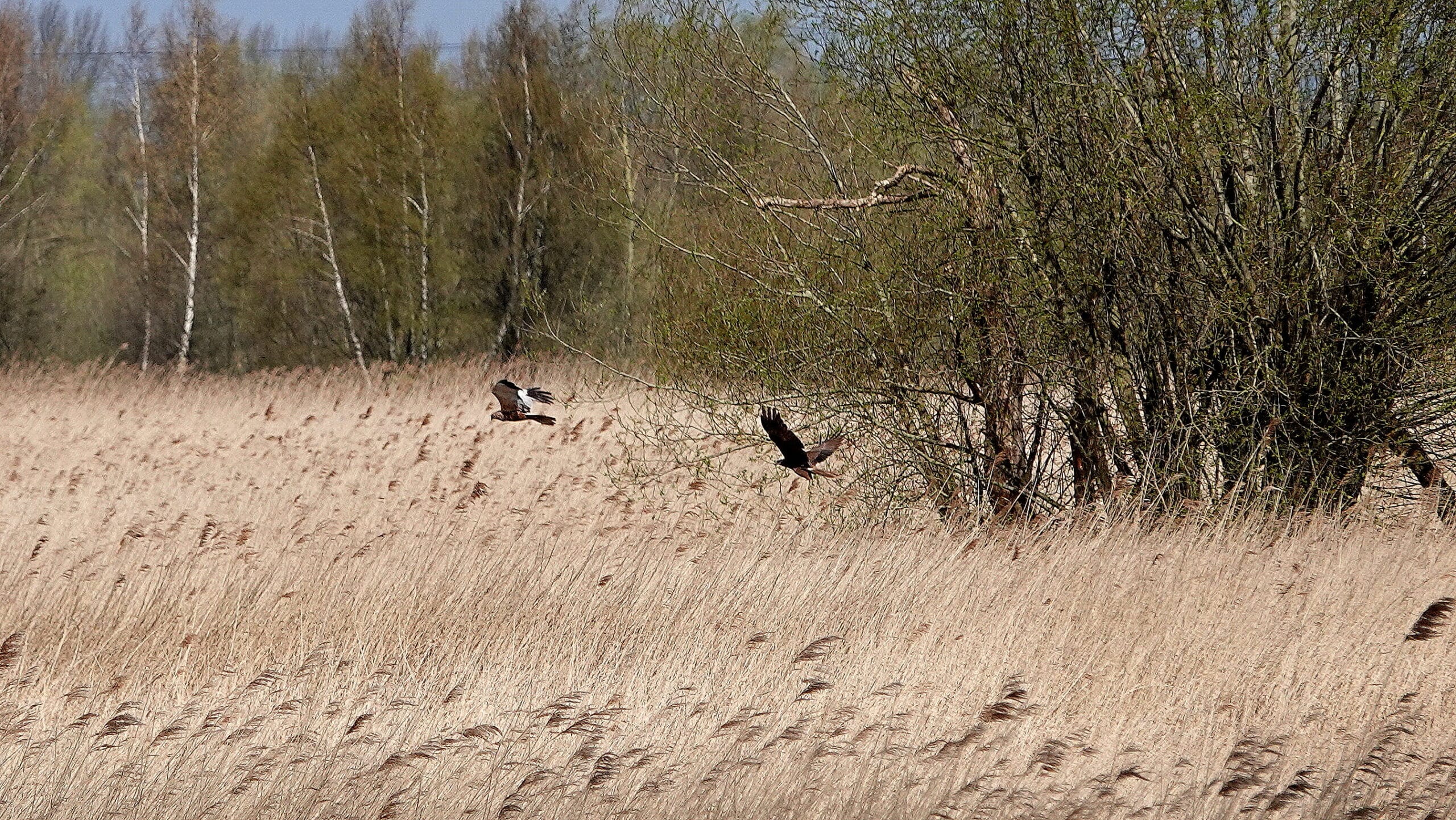 Wandelen met Sjaak: Het komt goed