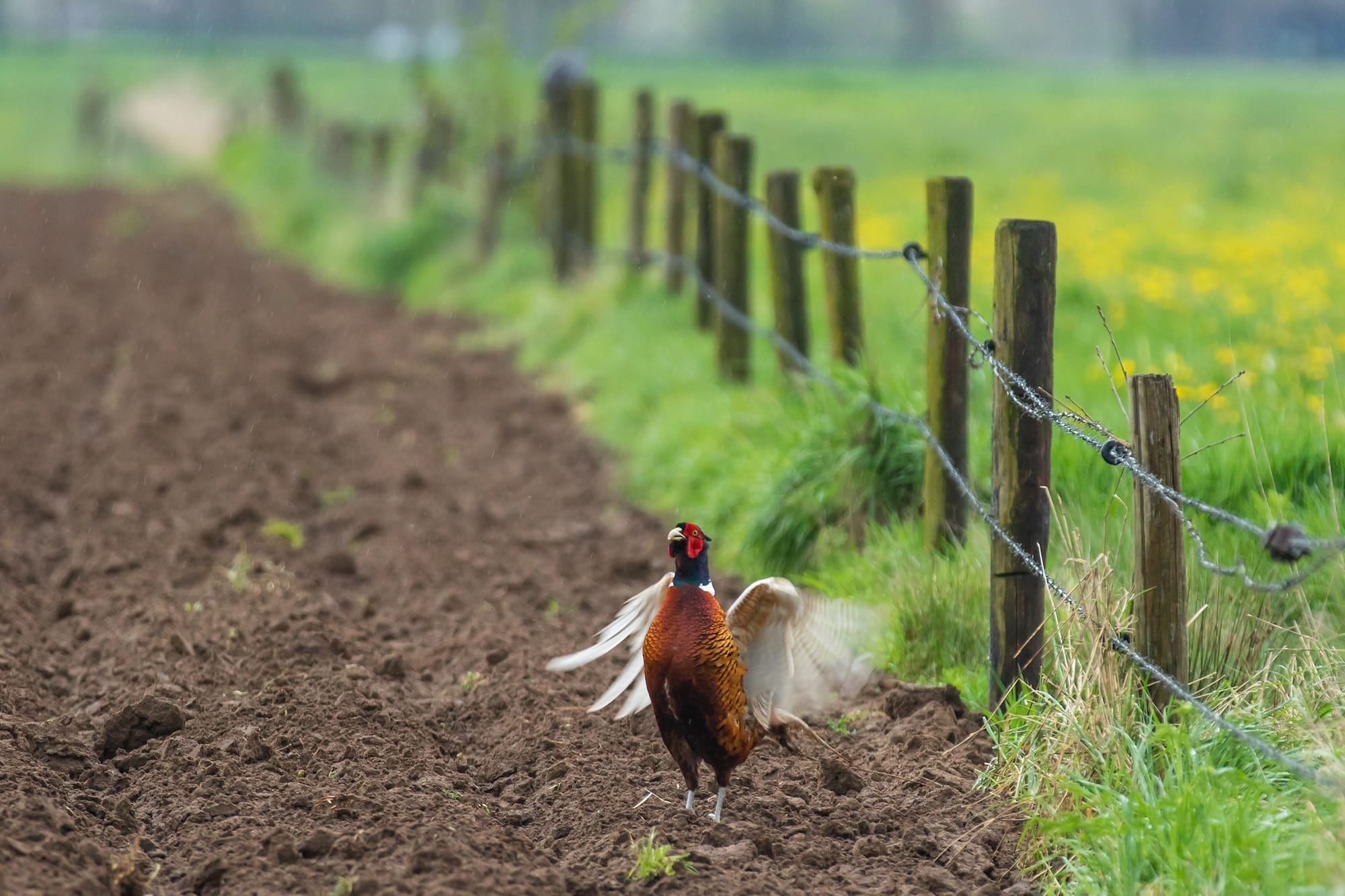 Met open oog: Haantje de voorste | Met fotogalerij