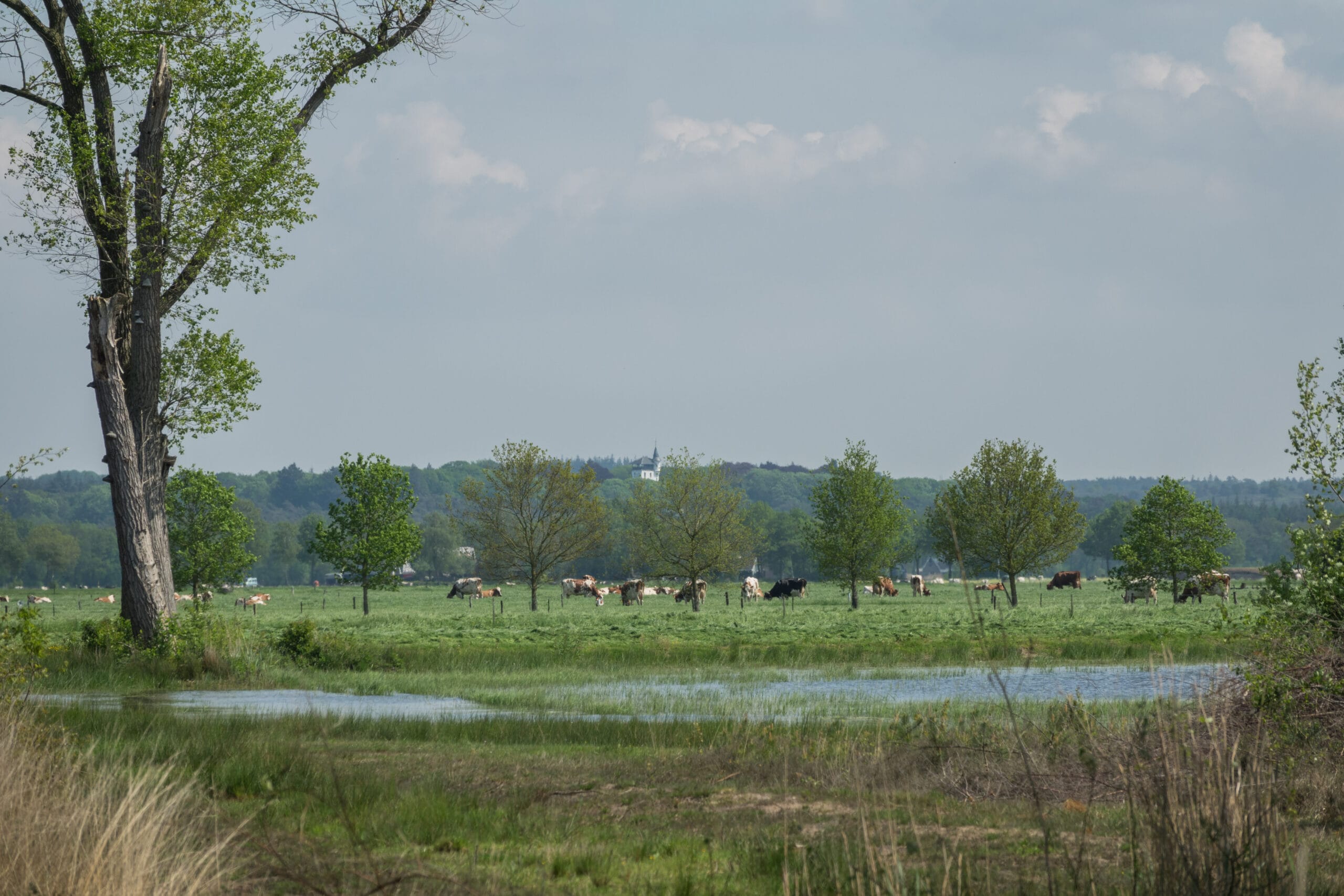 Boetelerveld en Olst-Wijhese IJsseldelta stikstofgevoeliger dan gedacht: nog minder ruimte om intensief te boeren