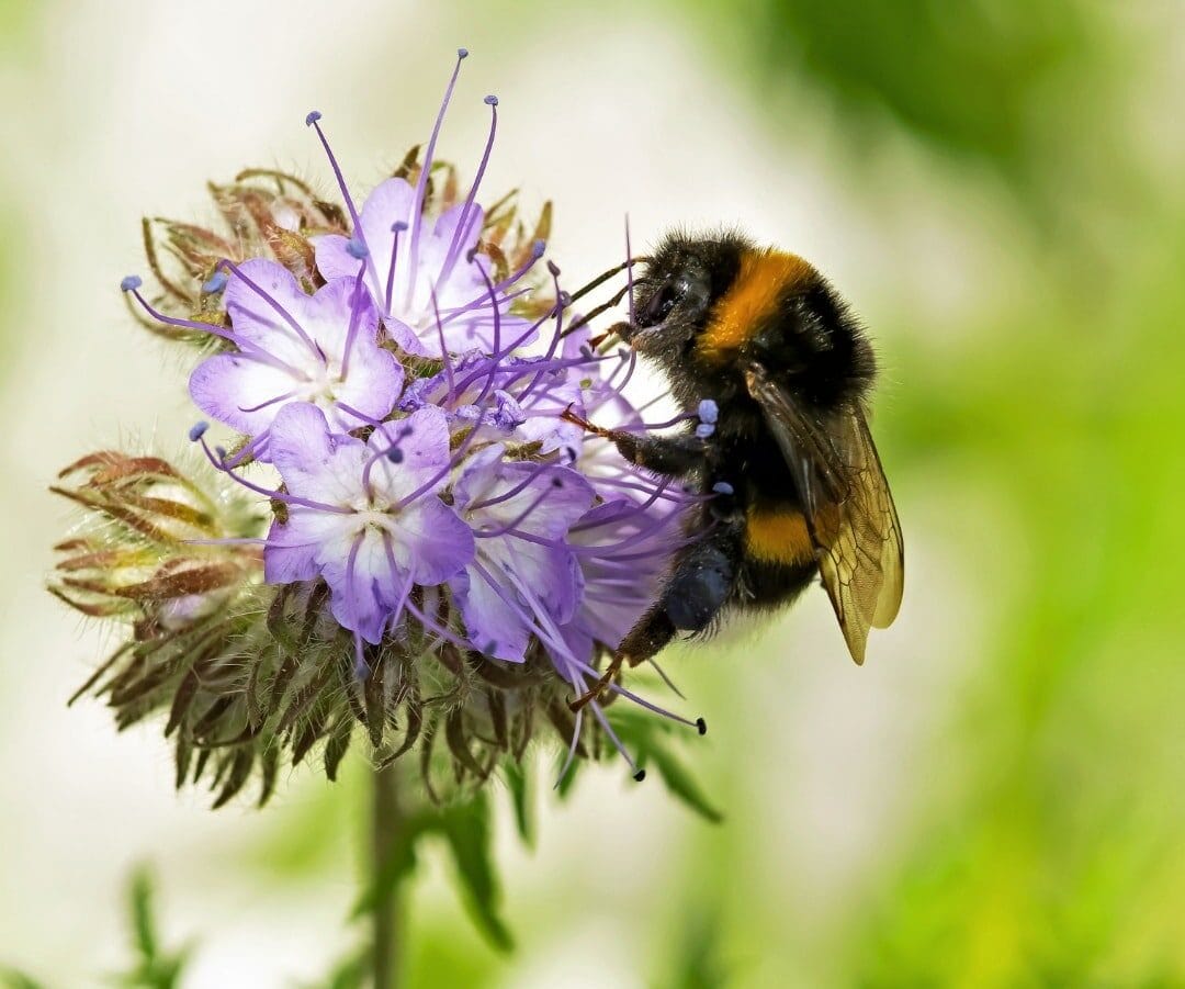 Lentefeest Natuurmonumenten op de Sprengenberg
