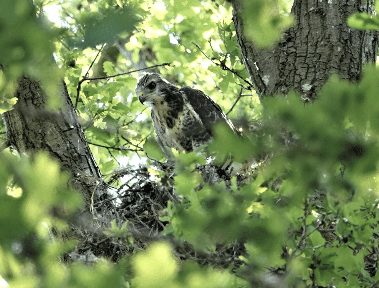 Wandelen met Sjaak: Een rondje langs de kraamkamers